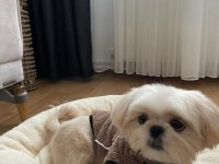 3 aylık pekinez