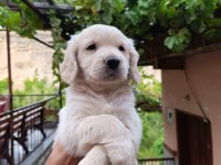 Golden retriever yavrularımız Baby face ırk garantili