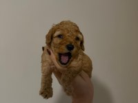 Güvenilir ve Referanslı Çiftlikten Toy Poodle