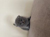 Scottish fold bluepoint ve gri renk