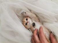 Teslime hazır british shorthair bebekler