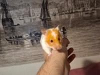 Bedava Yetişkin Hamster sahiplendirme