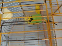 Jumbo muhabbet kuşu