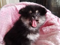 Son Kalan Teacup Pomeranian Boo Bebeğim