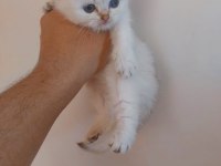Şecereli bebek kediler uygun puan verilecek
