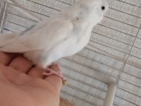 Yavru muhabbet kuşu bulunur ele alıştırmalık erkek