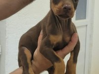 KIZIL DOBERMAN YAVRULARIMIZ