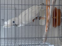 9 aylık dişi ve erkek Kakadu