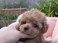 Kıvır kıvır toy poodle