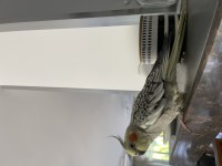 Evcil 9 aylık Sultan Papağanı Kafesiyle birlikte