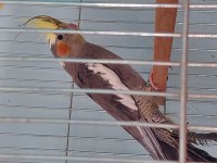 3 aylık erkek sultan papağanı