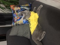Safkan british shorthair dişi kedimize acil yuva arıyoruz