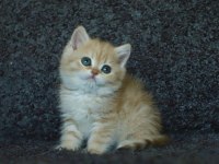 Anne Baba Şecereli Safkan Golden British Shorthair