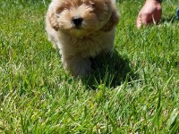 Zekasıyla büyüleyen hipoalerjenik 3 aylık Maltipoo