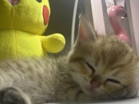 British Shorthair Golden Tabby Erkek Yavru