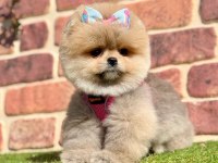 Safkan Pomeranian Boo Yavrularımız