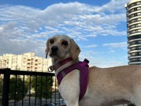 2 yaşındaki melez yavru köpeğimize yuva arıyoruz