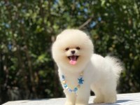 SHOW CLASS ORJİNAL AYI SURAT POMERANİAN BOO YAVRULARIM
