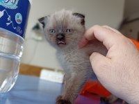 Harika Kirli Beyaz Scottish Fold