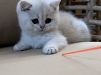 Safkan British Shorthair