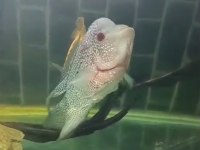 Flowerhorn 25 cm sağlıklı
