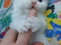 Safkan dollface persian longhair mavi göz bebeklerim