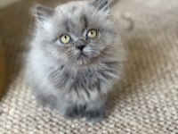 British Longhair Cer