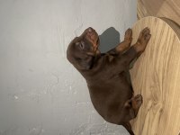 Muhteşem güzellikte Kızıl Doberman Yavruları