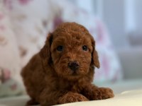 Toy poodle yavrularım