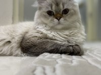 15 aylık erkek British longhair