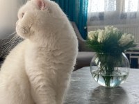 Scottish fold 3 yaşında