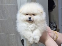 MİNİ BOY KÜÇÜK PRENSES POMERANİAN BOO