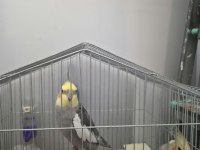 1 Çift Evcil Sultan Papağanı