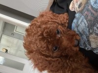 Safkan kore 3 aylık koyu renk poodle