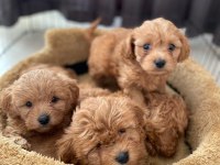 Efsane Güzellikte Maltipoo Yavrular Renk Renk