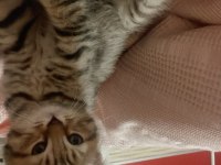 Scottish fold kırık kulak