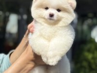 DİŞİ AYICIK POMERANİAN BOO