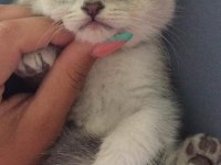 Silver british shorthair ve scottish fold dişiler