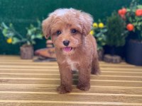 Maltipoo Bebekler Referans Yavru