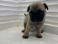 SAFKAN PUG YAVRULARI
