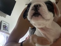 Akıllı french bulldog oyun köpeği