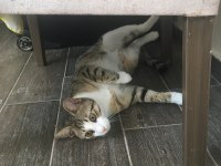 7 aylık erkek tekir kedisi