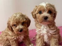 ANNE BABADAN ORJİNAL MALTİPOO BEBEKLERİ