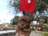 Maltipoo yavrum 55 günlük
