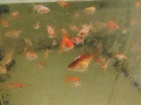 Oranda yavruları