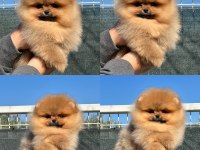 Mersin pomeranian yavrular
