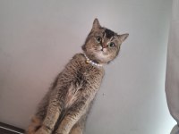 DİŞİ BRİTİSH SHORTHAİR KEDİME DAMAT ARIYORUZ