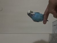 Muhabbet Kuşu Kafesiyle Birlikte