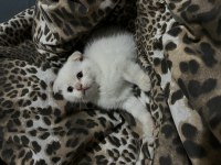 Scottish Fold Yavru Kediler