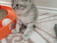 British shorthair ve longhair yavrularım